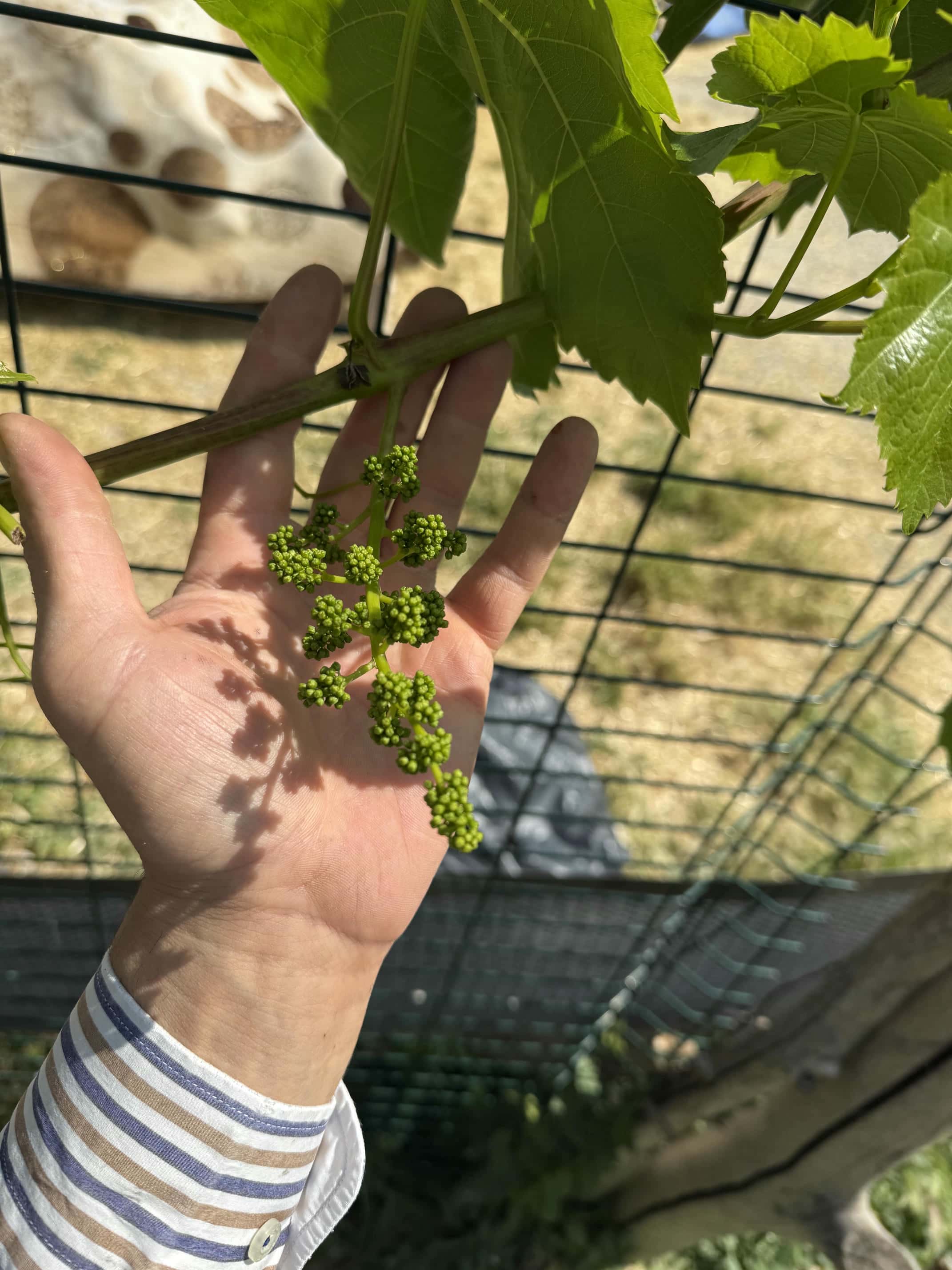 JetMi Tarım ve Hayvancılık